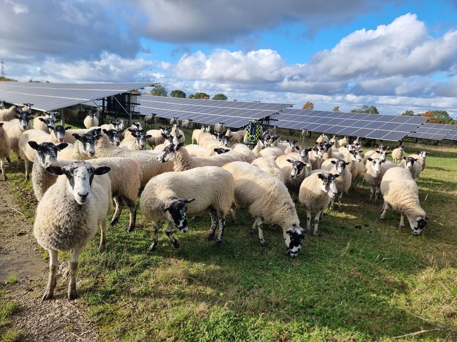 A flock of sheep grazing between rows of solar panels at a solar farm.
